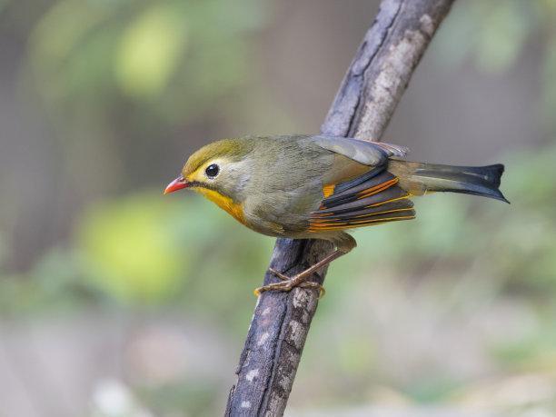红嘴相思鸟别名红嘴鸟,鸟羽色艳丽、鸣声婉转动听