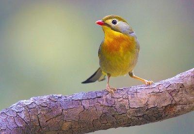 红嘴相思鸟别名红嘴鸟,鸟羽色艳丽、鸣声婉转动听