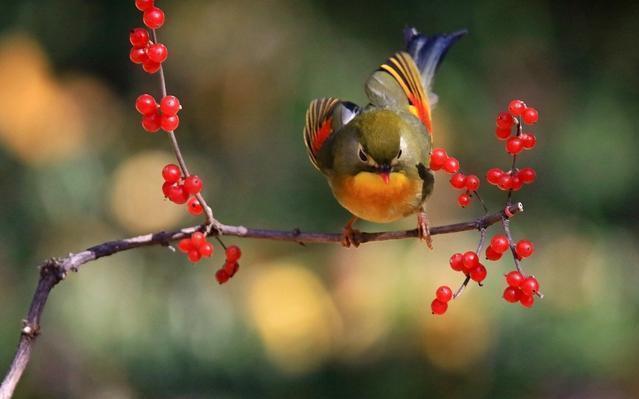 红嘴相思鸟别名红嘴鸟,鸟羽色艳丽、鸣声婉转动听