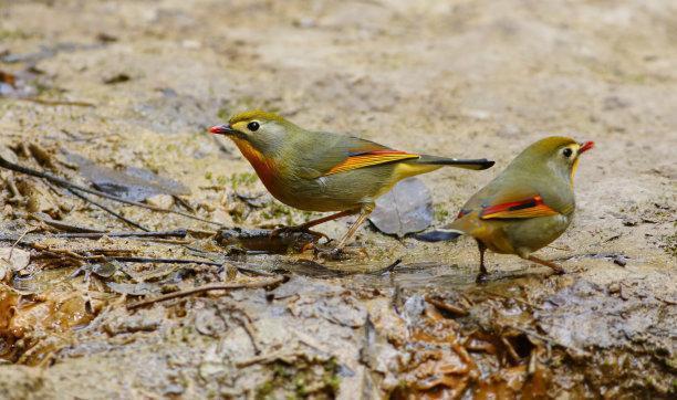 红嘴相思鸟别名红嘴鸟,鸟羽色艳丽、鸣声婉转动听