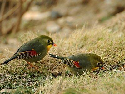 红嘴相思鸟别名红嘴鸟,鸟羽色艳丽、鸣声婉转动听