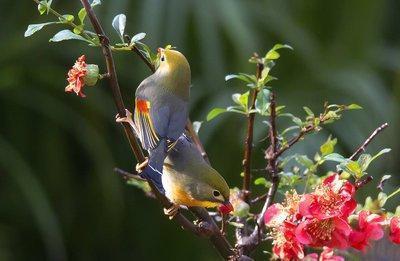 红嘴相思鸟别名红嘴鸟,鸟羽色艳丽、鸣声婉转动听