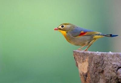 红嘴相思鸟别名红嘴鸟,鸟羽色艳丽、鸣声婉转动听