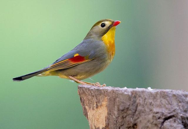 红嘴相思鸟别名红嘴鸟,鸟羽色艳丽、鸣声婉转动听