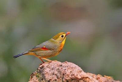 红嘴相思鸟别名红嘴鸟,鸟羽色艳丽、鸣声婉转动听