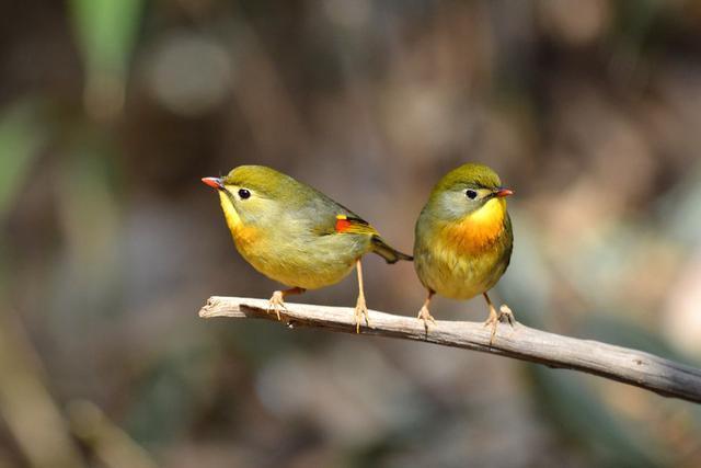 红嘴相思鸟别名红嘴鸟,鸟羽色艳丽、鸣声婉转动听