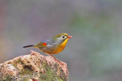 红嘴相思鸟别名红嘴鸟,鸟羽色艳丽、鸣声婉转动听