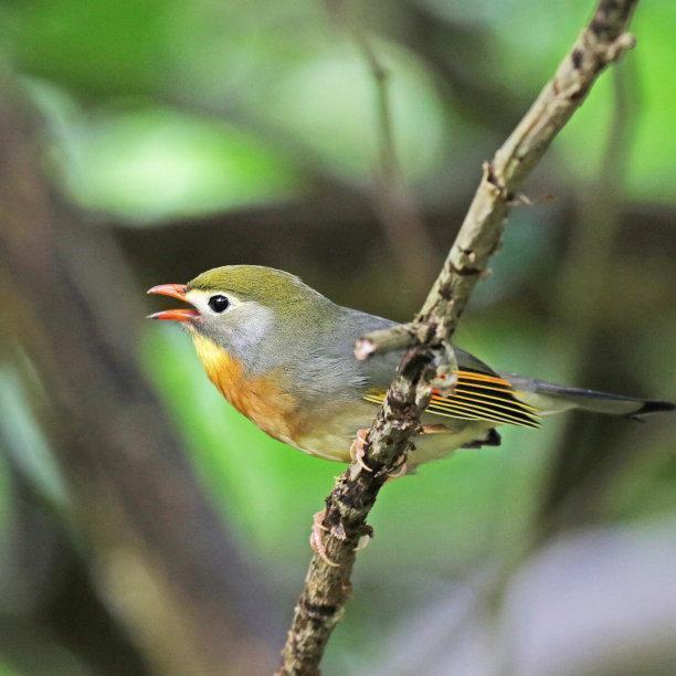 红嘴相思鸟别名红嘴鸟,鸟羽色艳丽、鸣声婉转动听