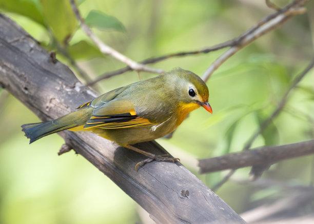 红嘴相思鸟别名红嘴鸟,鸟羽色艳丽、鸣声婉转动听