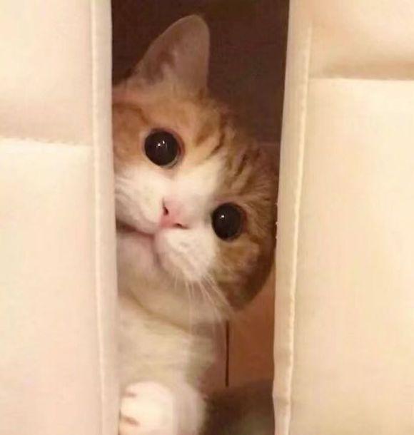 每周游瓜吃丨真·佛系玩家?三位僧侣学生获《QQ飞车》比赛冠军