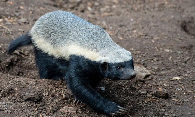 平头哥是谁?他的十大格言你不会不知道!他为啥这么猛?