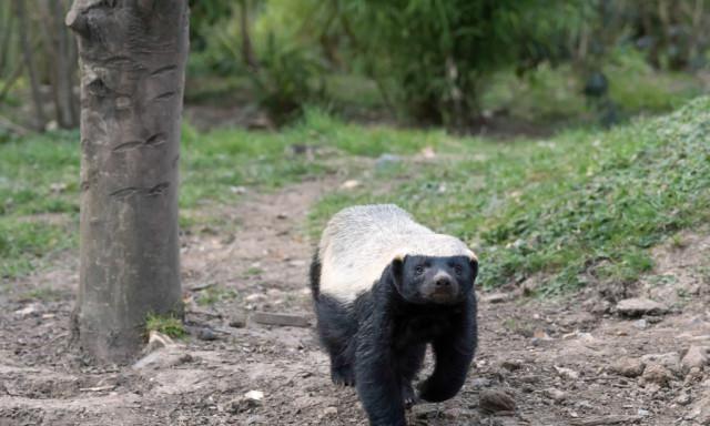 平头哥是谁?他的十大格言你不会不知道!他为啥这么猛?