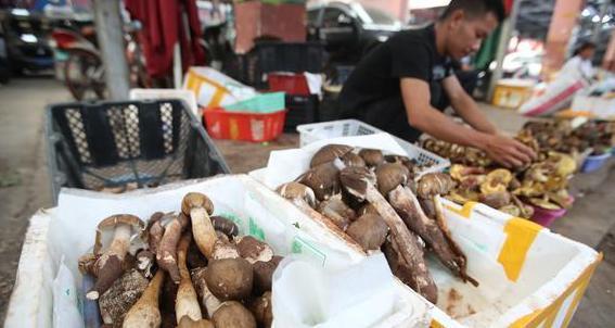 天价鸡枞变赔钱货!一斤狂跌一百多,到底是谁惹的祸?