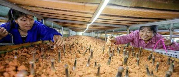 天价鸡枞变赔钱货!一斤狂跌一百多,到底是谁惹的祸?