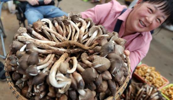 天价鸡枞变赔钱货!一斤狂跌一百多,到底是谁惹的祸?