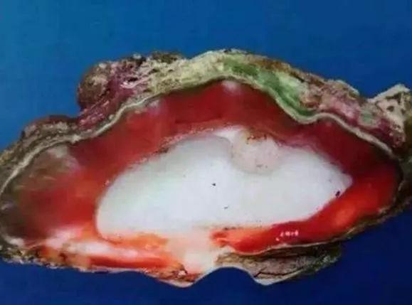 砗磲中的贵族:血砗磲的前世今生