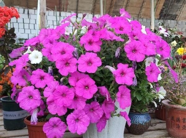 1种“牵牛花”，一开花就是花球，简单一打理，四季花开不间断