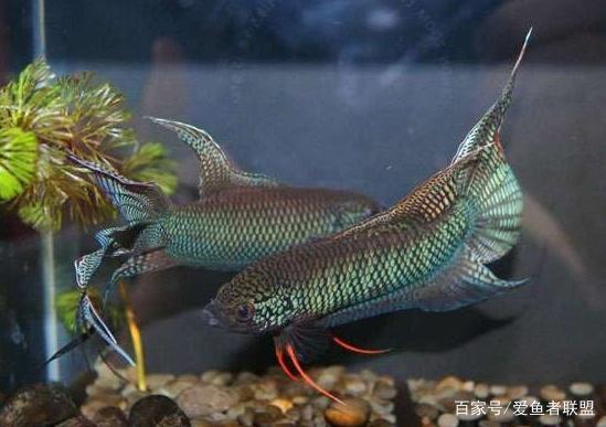 中国斗鱼有着不一样的风采,让人青眼有加,饲养起来并没有多难