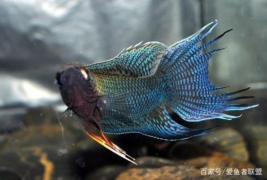 中国斗鱼有着不一样的风采,让人青眼有加,饲养起来并没有多难