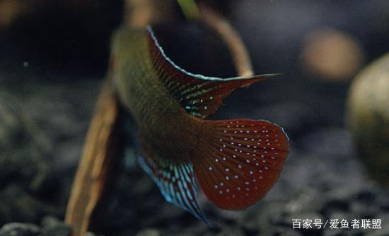 中国斗鱼有着不一样的风采,让人青眼有加,饲养起来并没有多难