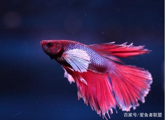 中国斗鱼有着不一样的风采,让人青眼有加,饲养起来并没有多难