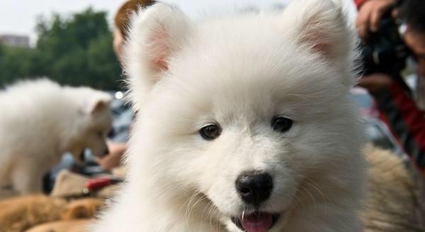 业主建议驱离小区“流浪狗”,爱狗人士上门大闹曝光个人信息