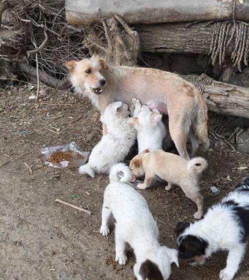 业主建议驱离小区“流浪狗”,爱狗人士上门大闹曝光个人信息