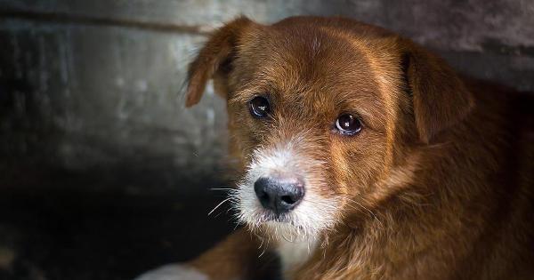 业主建议驱离小区“流浪狗”,爱狗人士上门大闹曝光个人信息