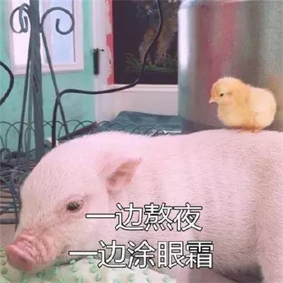 Fancy?“精致的”猪猪女孩?