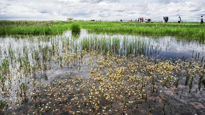 我们去大草原的湖边,等候鸟飞回来