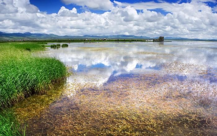 我们去大草原的湖边,等候鸟飞回来