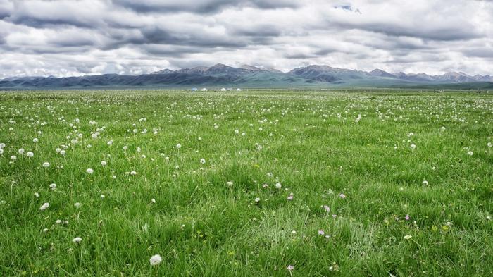 我们去大草原的湖边,等候鸟飞回来