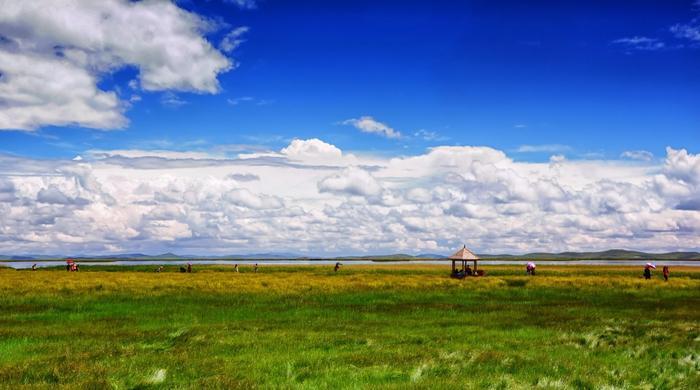 我们去大草原的湖边,等候鸟飞回来