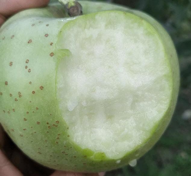 王林青苹果,脆甜多汁,独特的香味沁人心脾,吃一口从头甜到尾