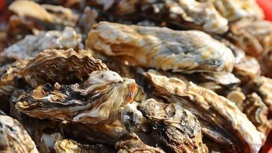 生蚝和海蛎子分不清?老渔民说出巧办法,再也不怕被骗