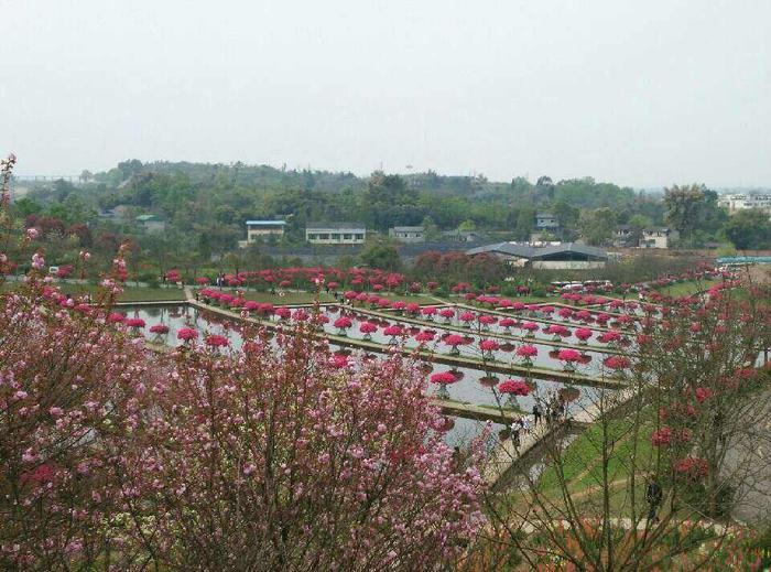 花舞人间,置身于花海中,成片的花海一望无际