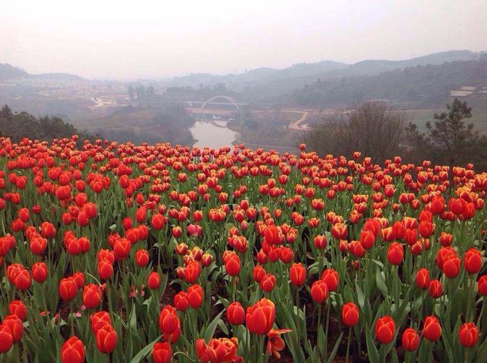 花舞人间,置身于花海中,成片的花海一望无际