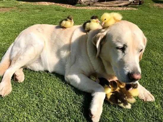 生活感到鸭力:那些都是小可爱,别低头,皇冠会掉