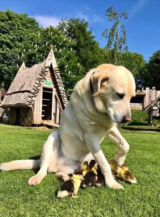 生活感到鸭力:那些都是小可爱,别低头,皇冠会掉