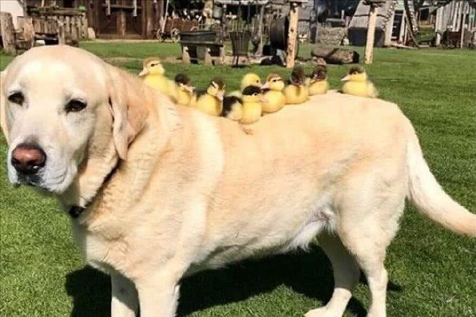 生活感到鸭力:那些都是小可爱,别低头,皇冠会掉