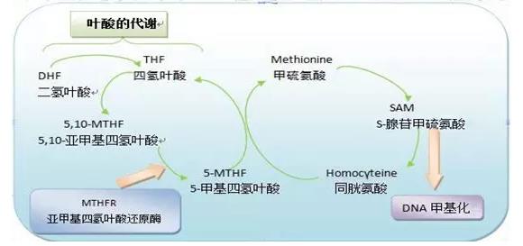 叶酸的作用及功能:叶酸有什么功效?