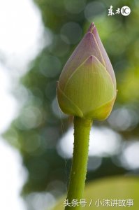 ​民间故事：二哥的女人