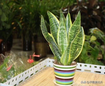 ​虎皮兰烂根怎么办？这“2招”补救更有效，很快又长出“一大盆”