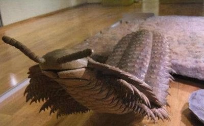 地球史上最大蜈蚣体型巨大长达2.6米