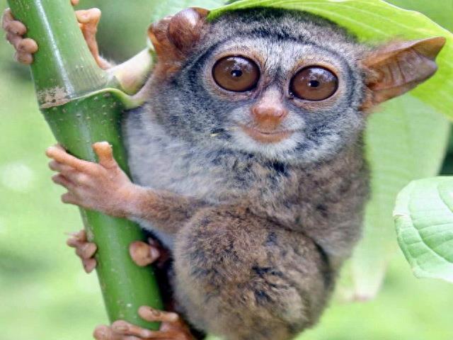 动物图集:眼镜猴