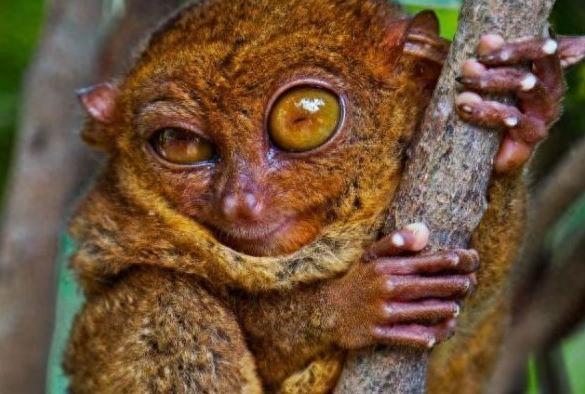 动物图集:眼镜猴