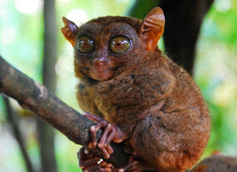 动物图集:眼镜猴