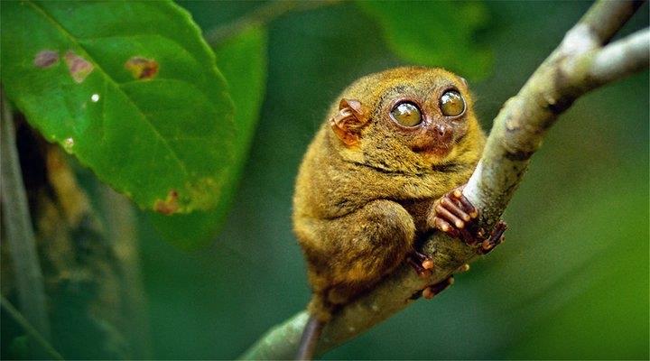 动物图集:眼镜猴