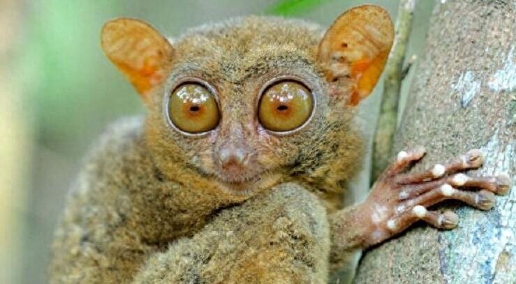 动物图集:眼镜猴