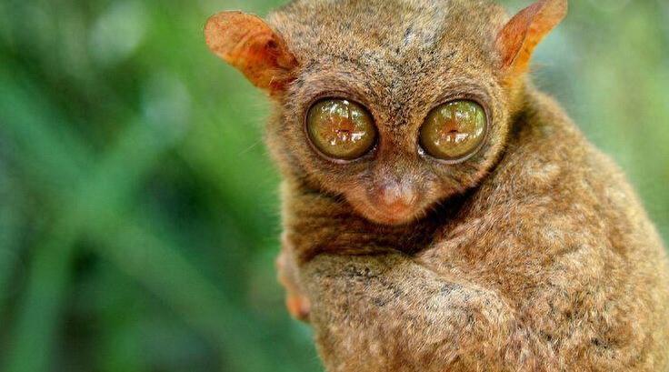 动物图集:眼镜猴